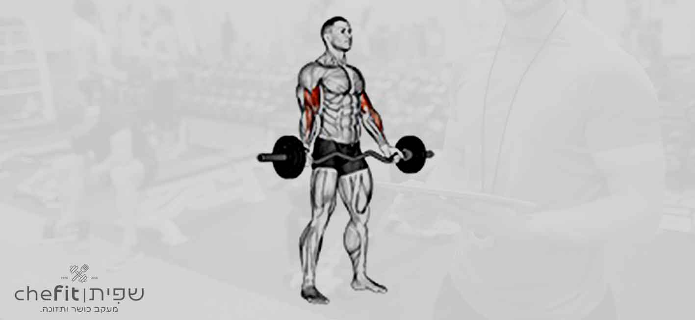 ez-barbell standing wide grip biceps curl | כיפוף ביספס באחיזה רחבה בעמידה עם מוט EZ