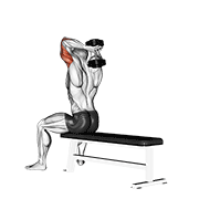 dumbbell seated bench extension | הקפת טרייספס בדמבל בישיבה על ספסל